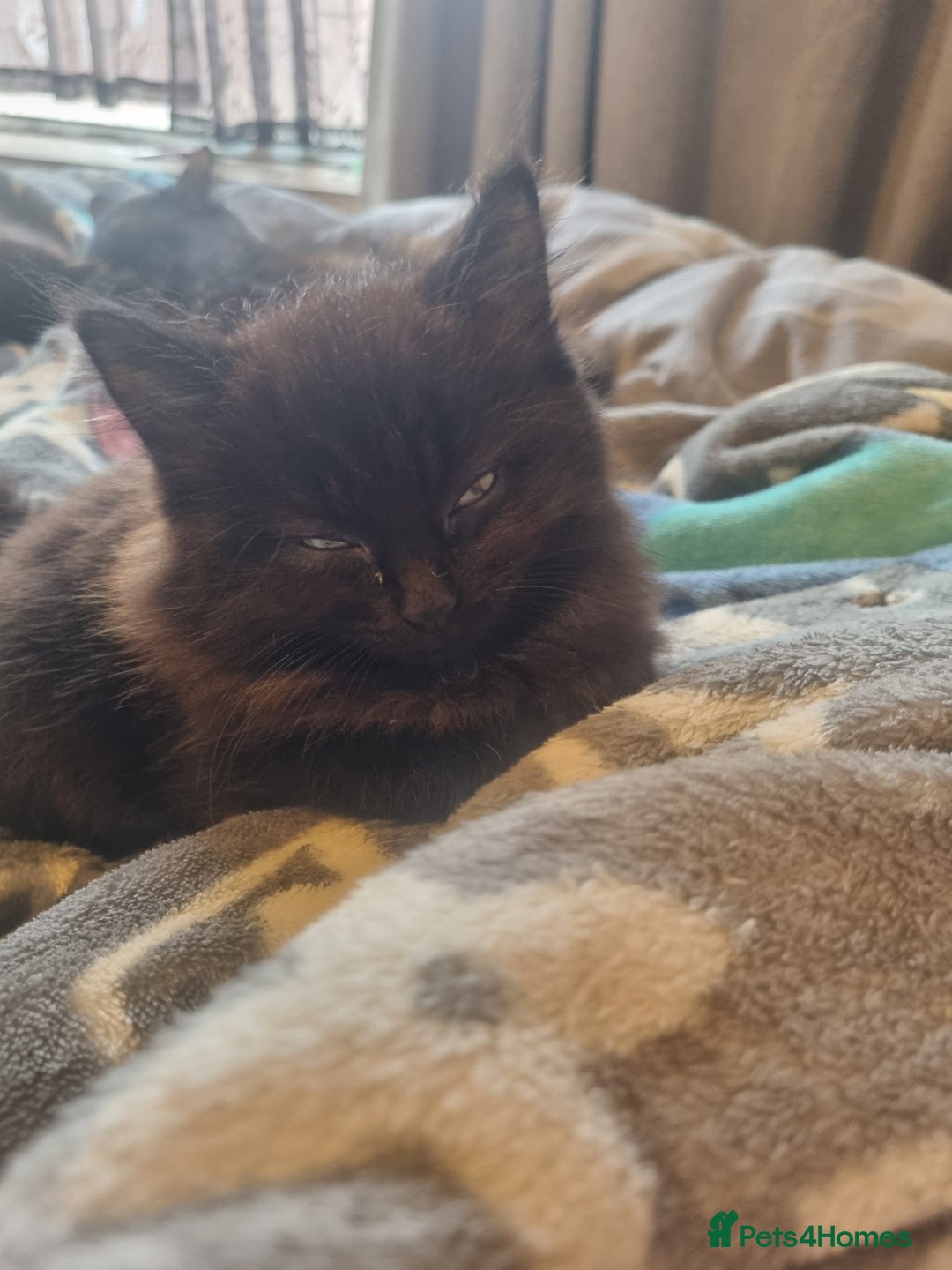 Mixed Breed cats for sale: Maine coon X - Advert 3