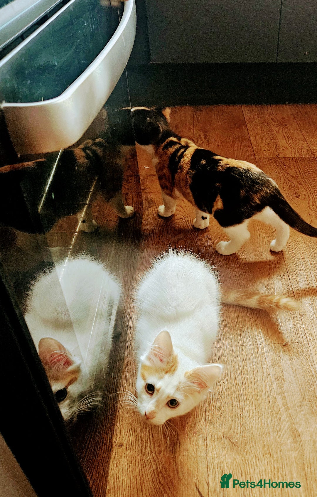 Mixed Breed cats for sale: Adorable fluffy kitens  - Image 4