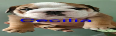 English Bulldog Cecilia
