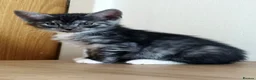 British Shorthair cats for sale: British short haired kittens ready to leave 🐱🐱 - Advert 8