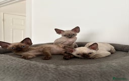 Devon Rex cats for sale: ❤️2 male Devon rex available 😻 - Image 13