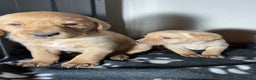 Labrador Retriever dogs for sale: Ready now Stunning chunky fox red pups - Advert 3