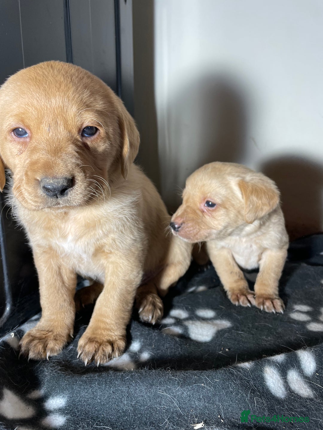 Labrador Retriever dogs for sale: Ready now Stunning chunky fox red pups - Advert 3