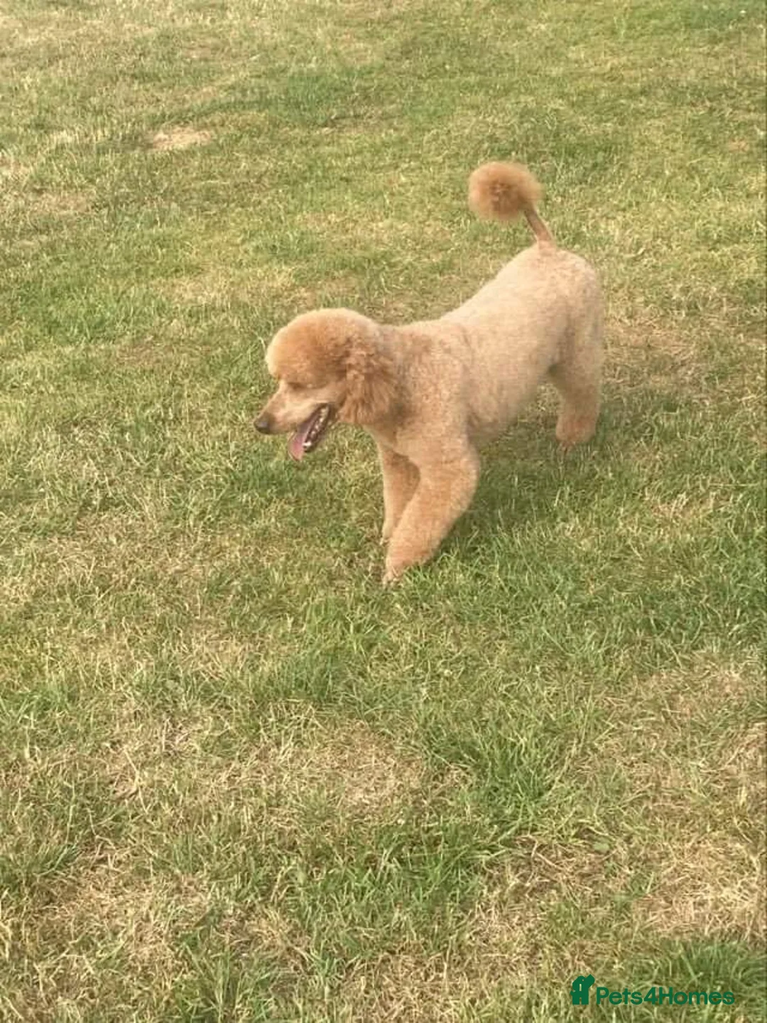 Miniature Poodle dogs for stud: 5* premises foxisle gundogs miniature poodles in Doncaster - Advert 2