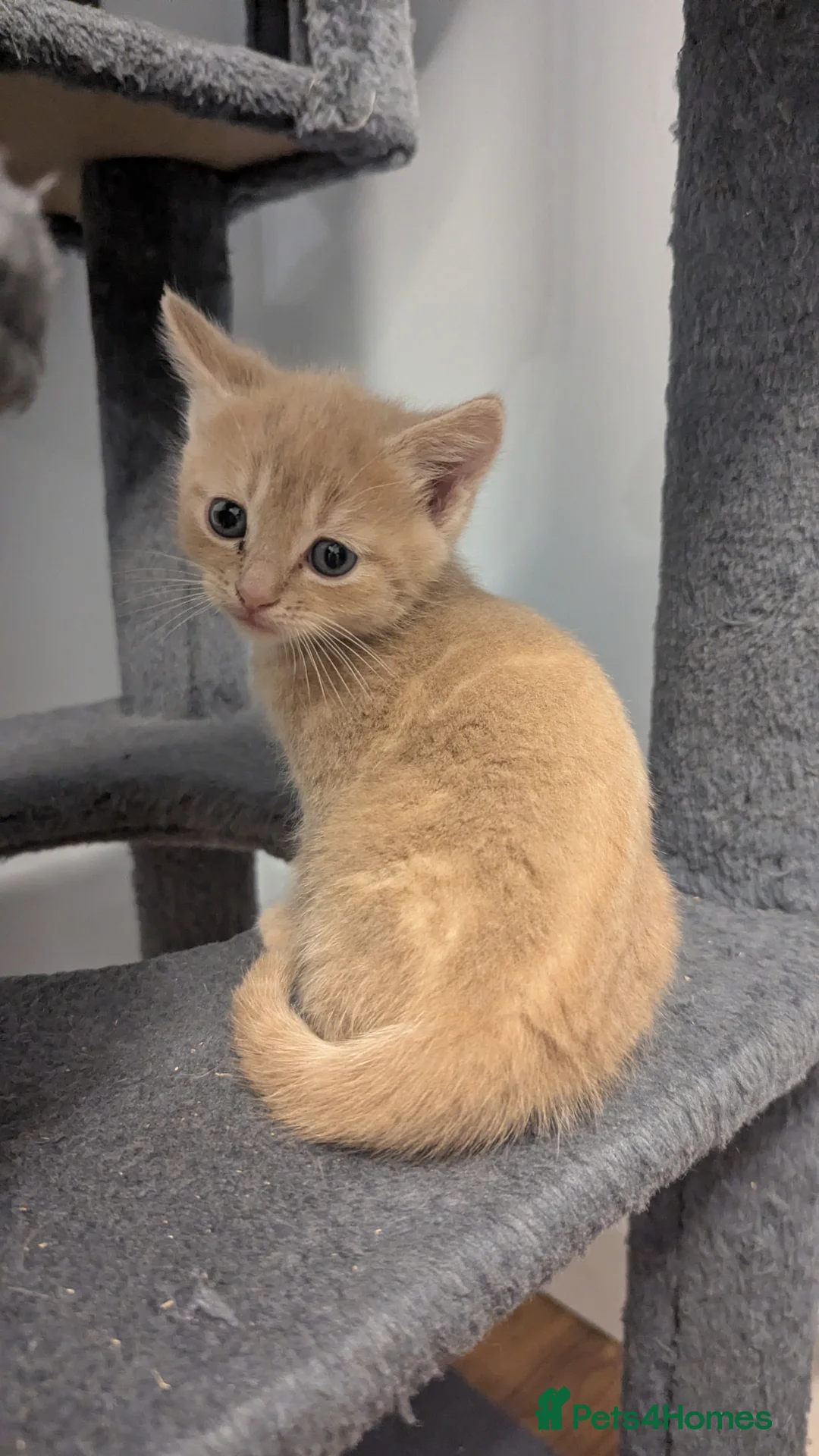 Mixed Breed cats for sale: 3 adorable kittens ready for their new home - Advert 14