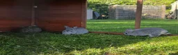Netherland Dwarf rabbits for sale: Purebred Netherland Dwarf - Advert 3