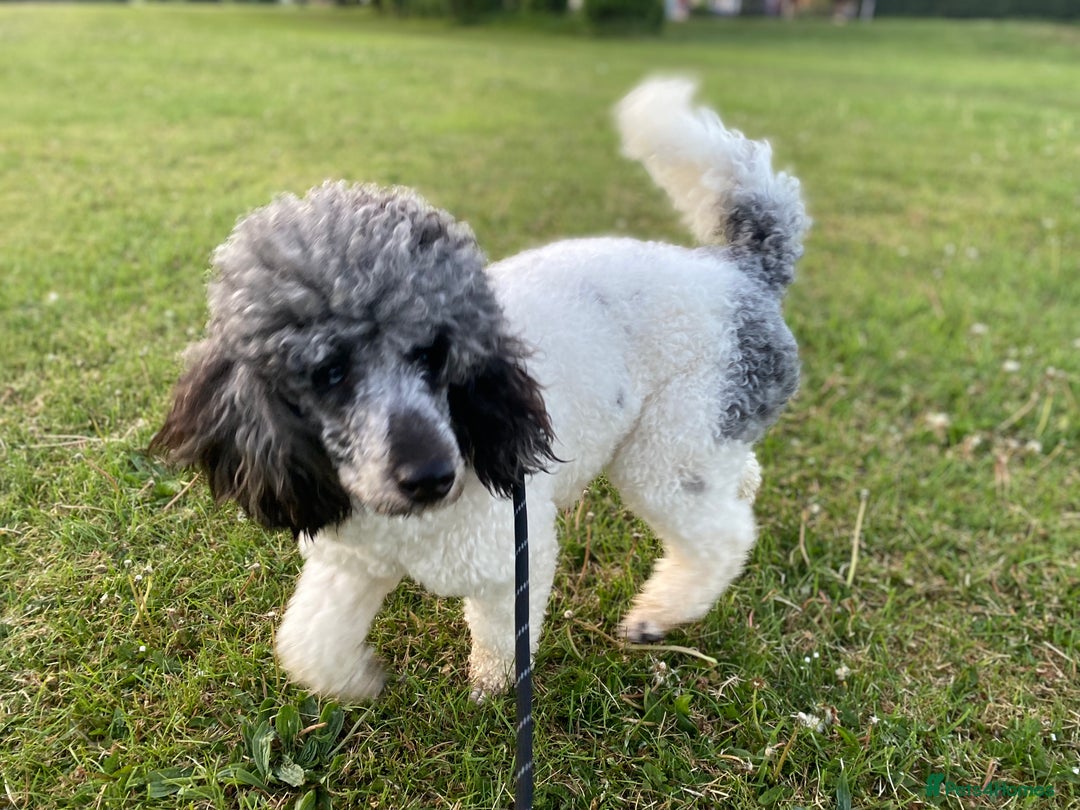 Poodle dogs for sale: Beautiful female merle parti poodle  - Advert 2