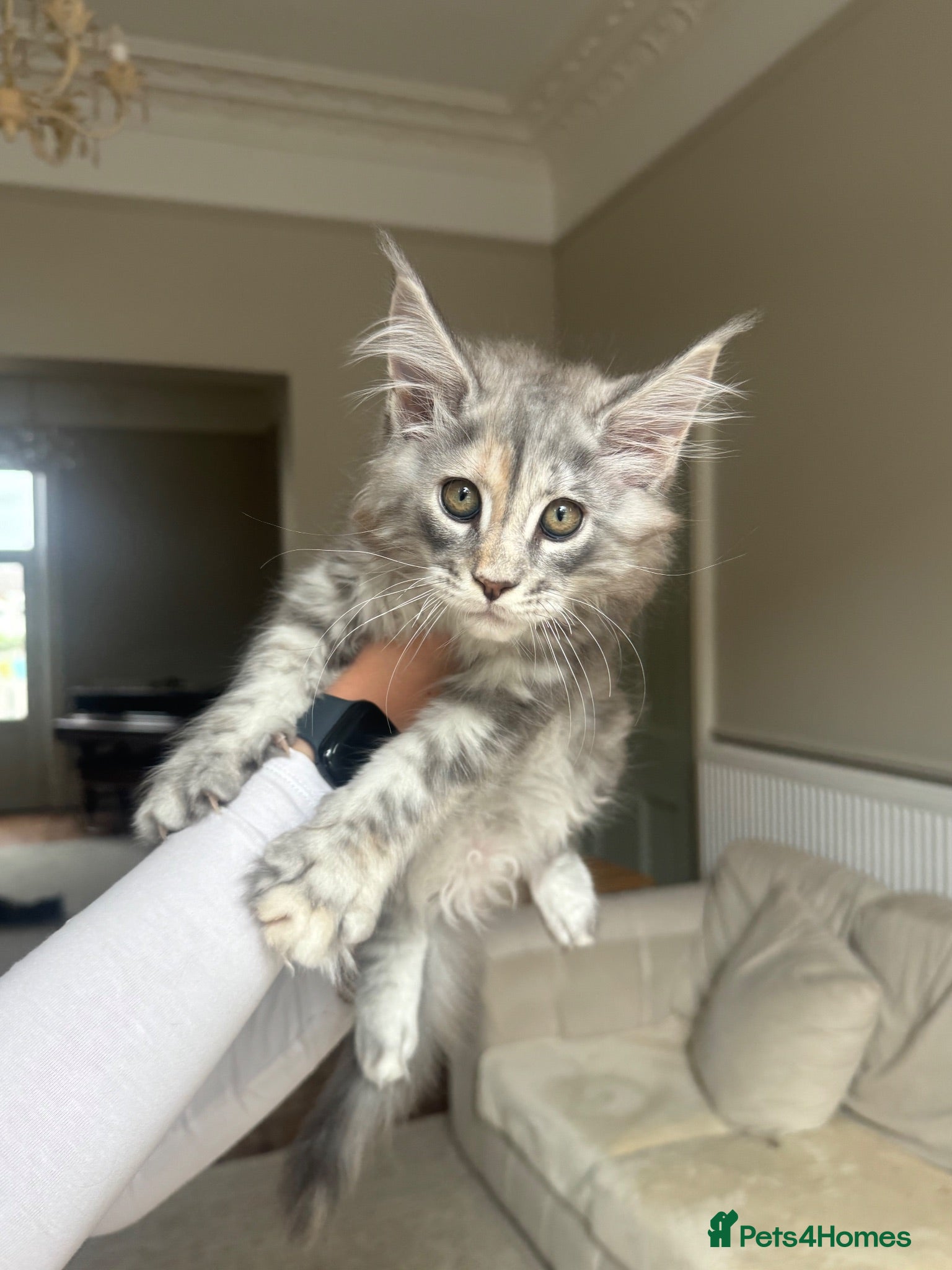 Maine Coon cats     ✨TICA Maine Coon Kittens | Licensed Breeder✨ - Advert 2