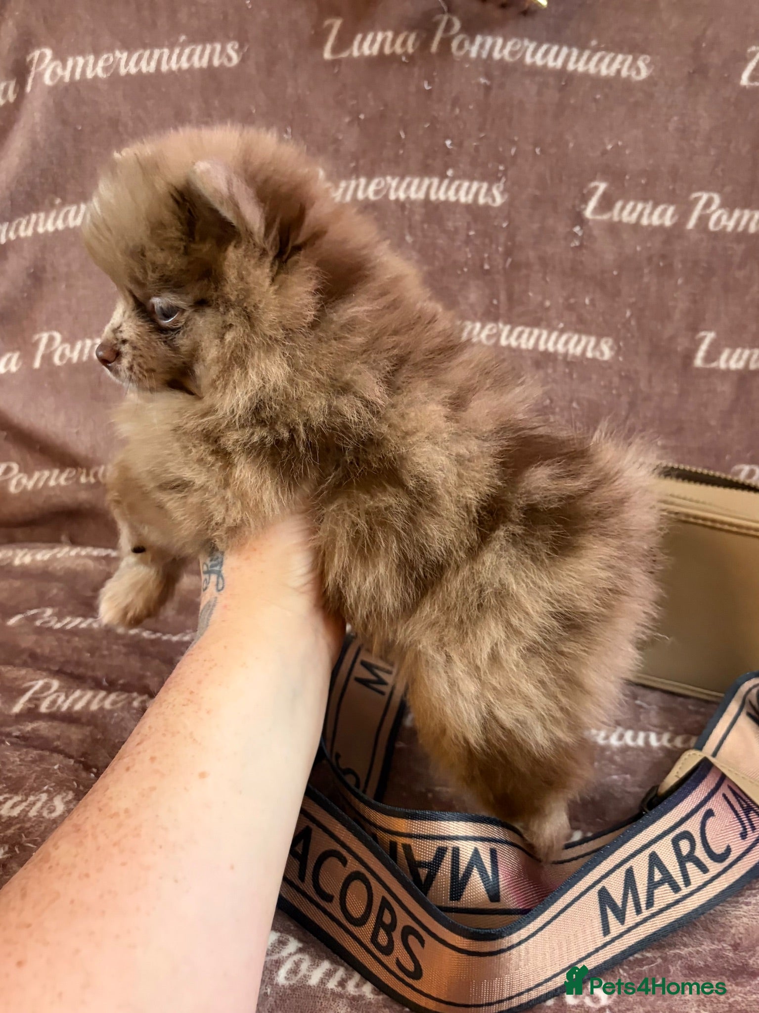Pomeranian dogs 3 LEFT! DNA 100% Pom🧬KC✨DNA&HEALTH TESTED!  - Advert 14