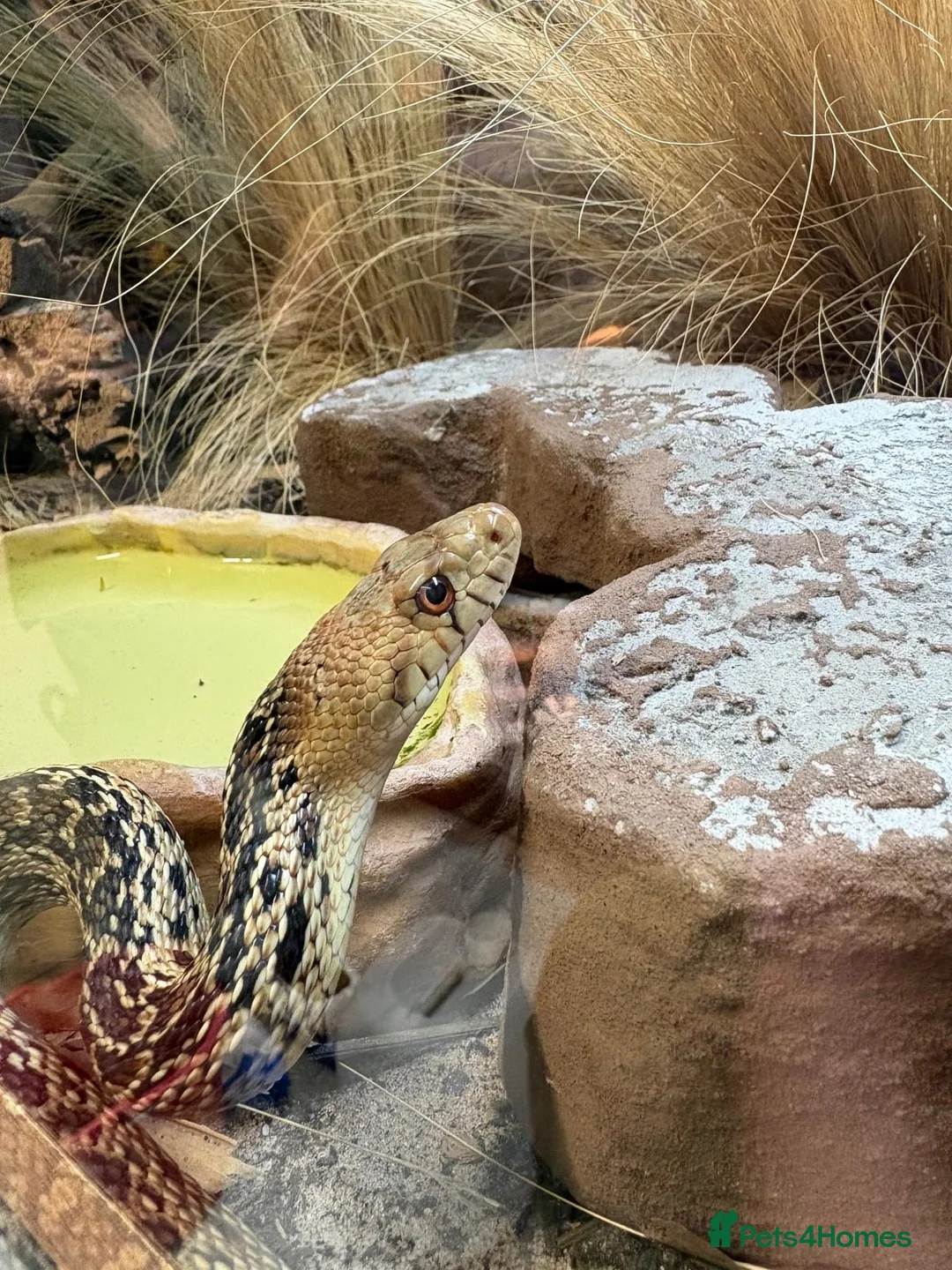 Snake reptiles for sale: Gopher snake - Advert 3