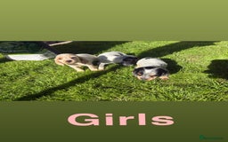 Cocker Spaniel dogs for sale: Cocker spaniel puppies - Image 3