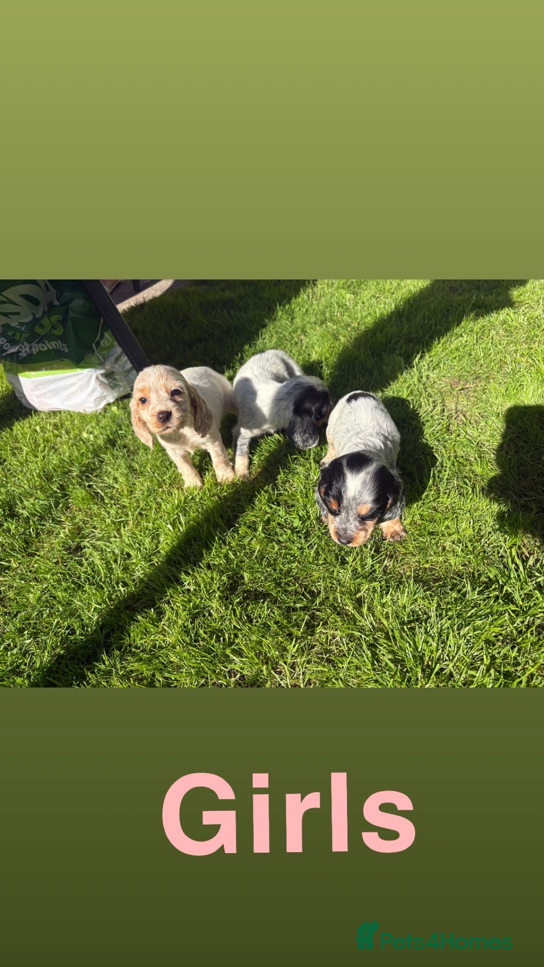 Cocker Spaniel dogs for sale: Cocker spaniel puppies - Image 3