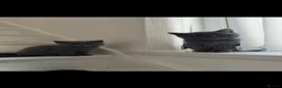 British Shorthair cats for sale: British Shorthair kittens - Advert 6
