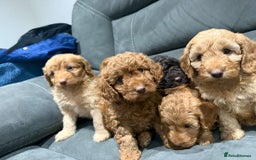 Cockapoo dogs for sale: All female fluffy Cockapoo puppies - Advert 18