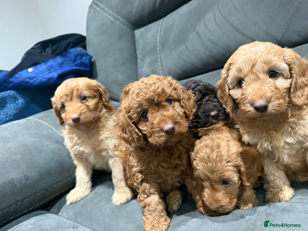Cockapoo dogs for sale: All female fluffy Cockapoo puppies - Advert 18