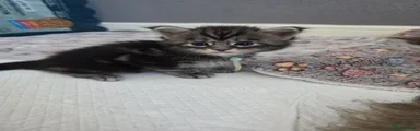 Maine Coon 2