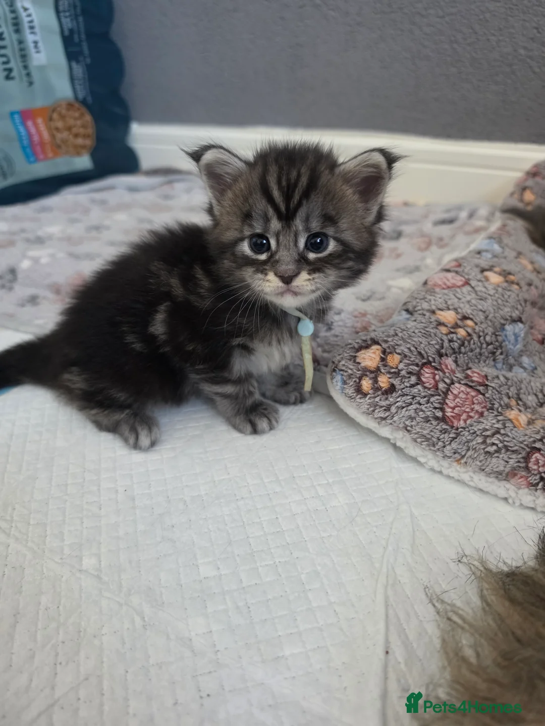 Maine Coon cats for sale: Maine coon kittens for sale  - Advert 2