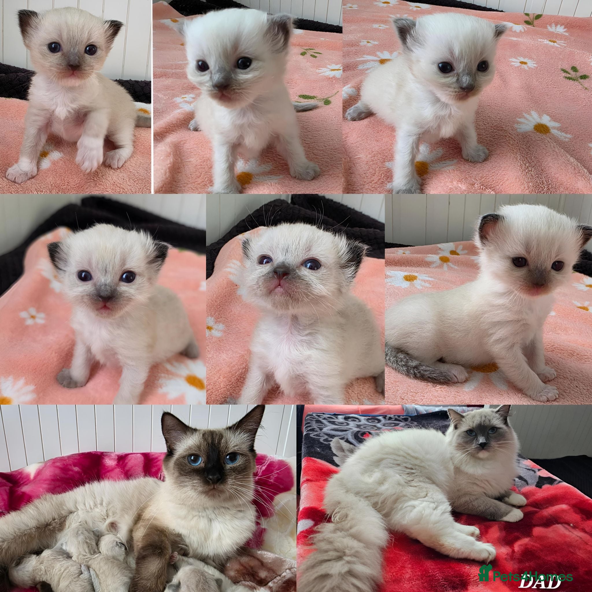 Ragdoll cats Ragdolls kittens. - Advert 1