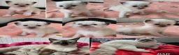 Ragdoll cats for sale: Ragdolls kittens. - Advert 1