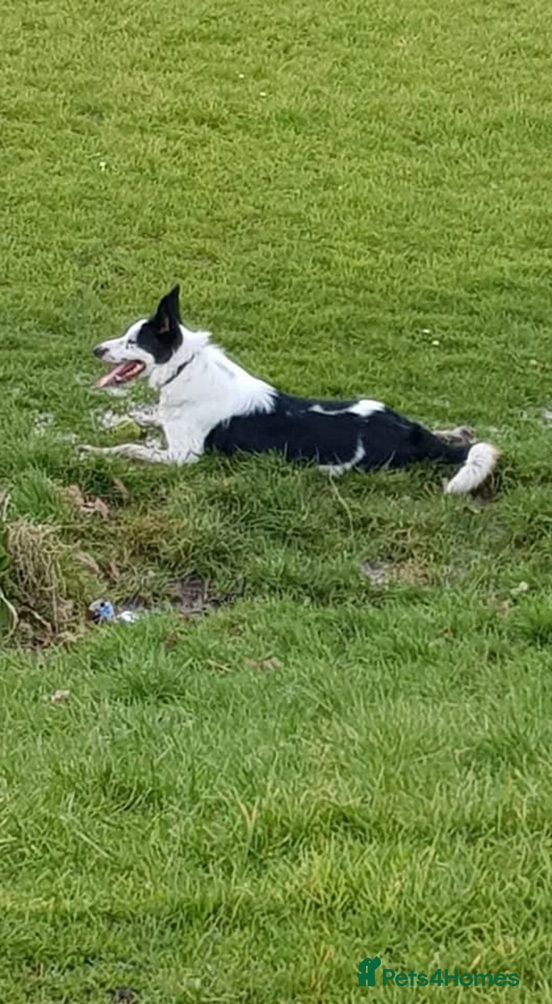 Border Collie dogs for sale: Black and white border collie  - Advert 2