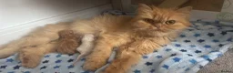 Persian cats for sale: Rare Persian Kittens - White & Rare Ginger Female in London - Advert 3