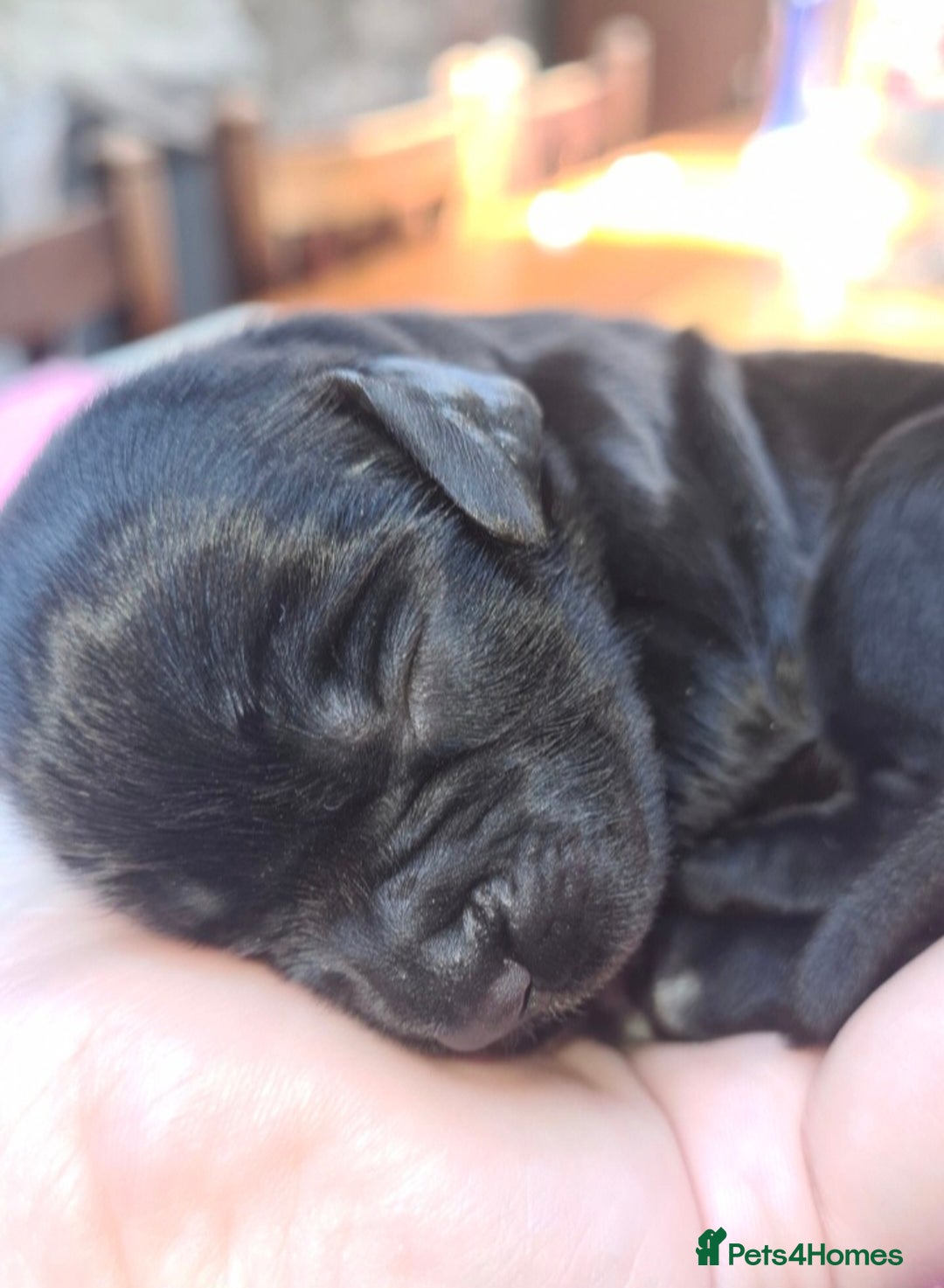 Sprocker dogs for sale: Stunning F1 Sprocker spaniel puppies - Image 7