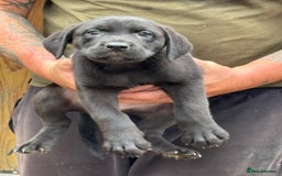 Mastiff dogs for sale: Serbian defense dogs  - Image 5