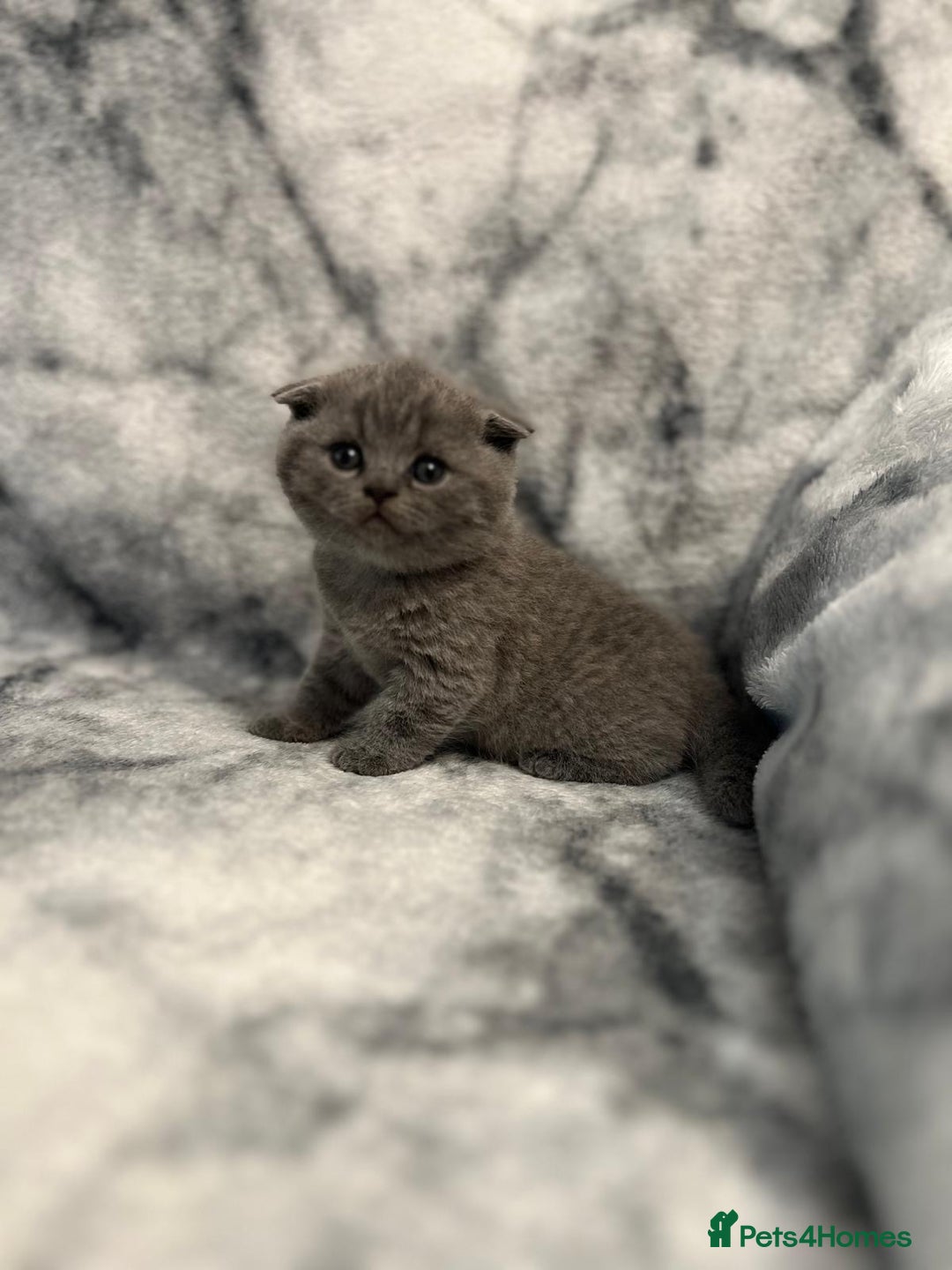 Scottish Fold cats for sale: 🐾 Scottish Fold Kittens – Sweet, Rare & Ready Now - Image 2
