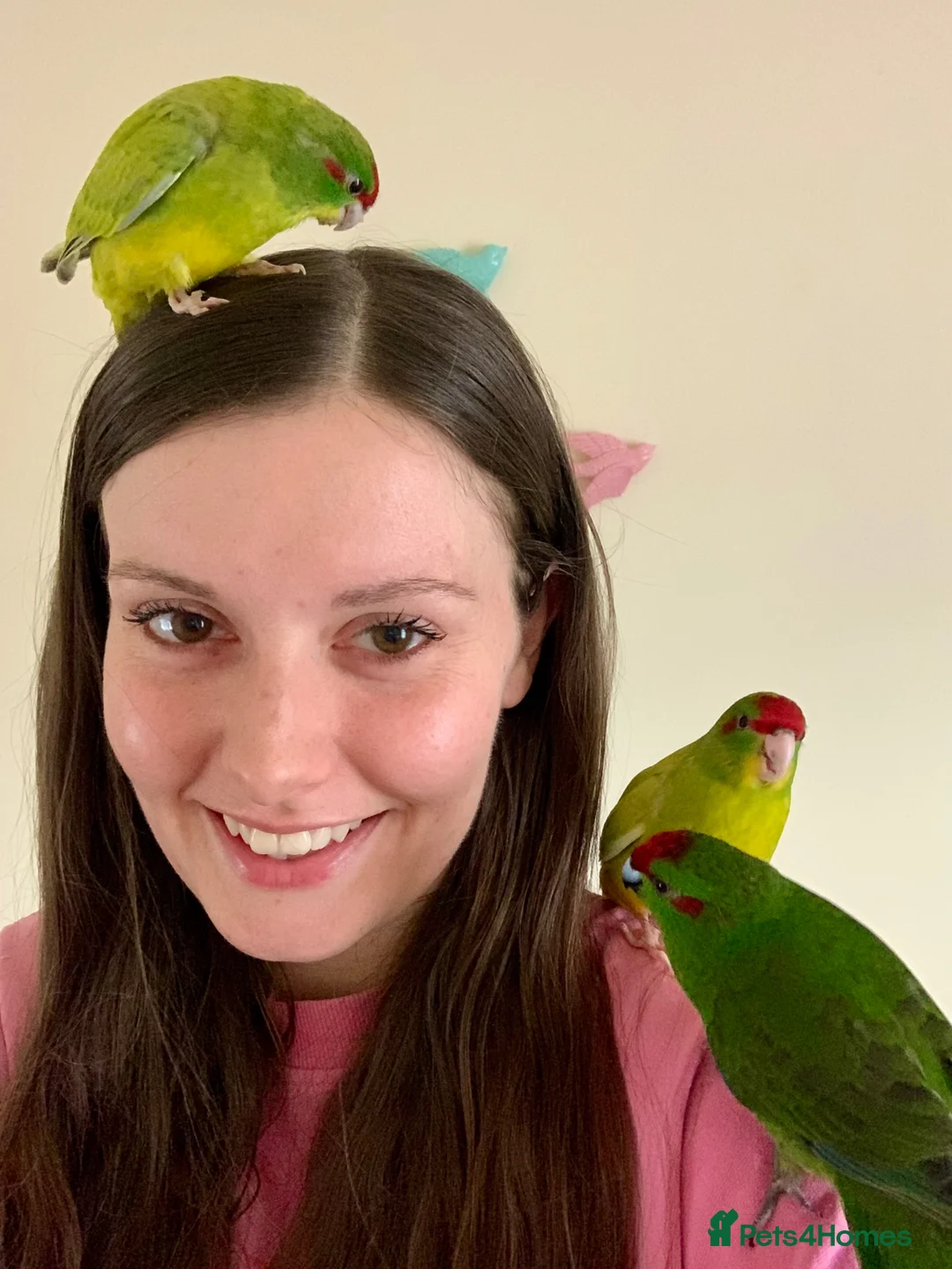 Parakeets birds for sale: 5 Hand Reared Kakariki’s Ready Now - Advert 2