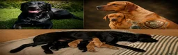 Labrador Retriever dogs for sale:  FTW Sired Working Labrador Pups – Black & Fox Red - Advert 11