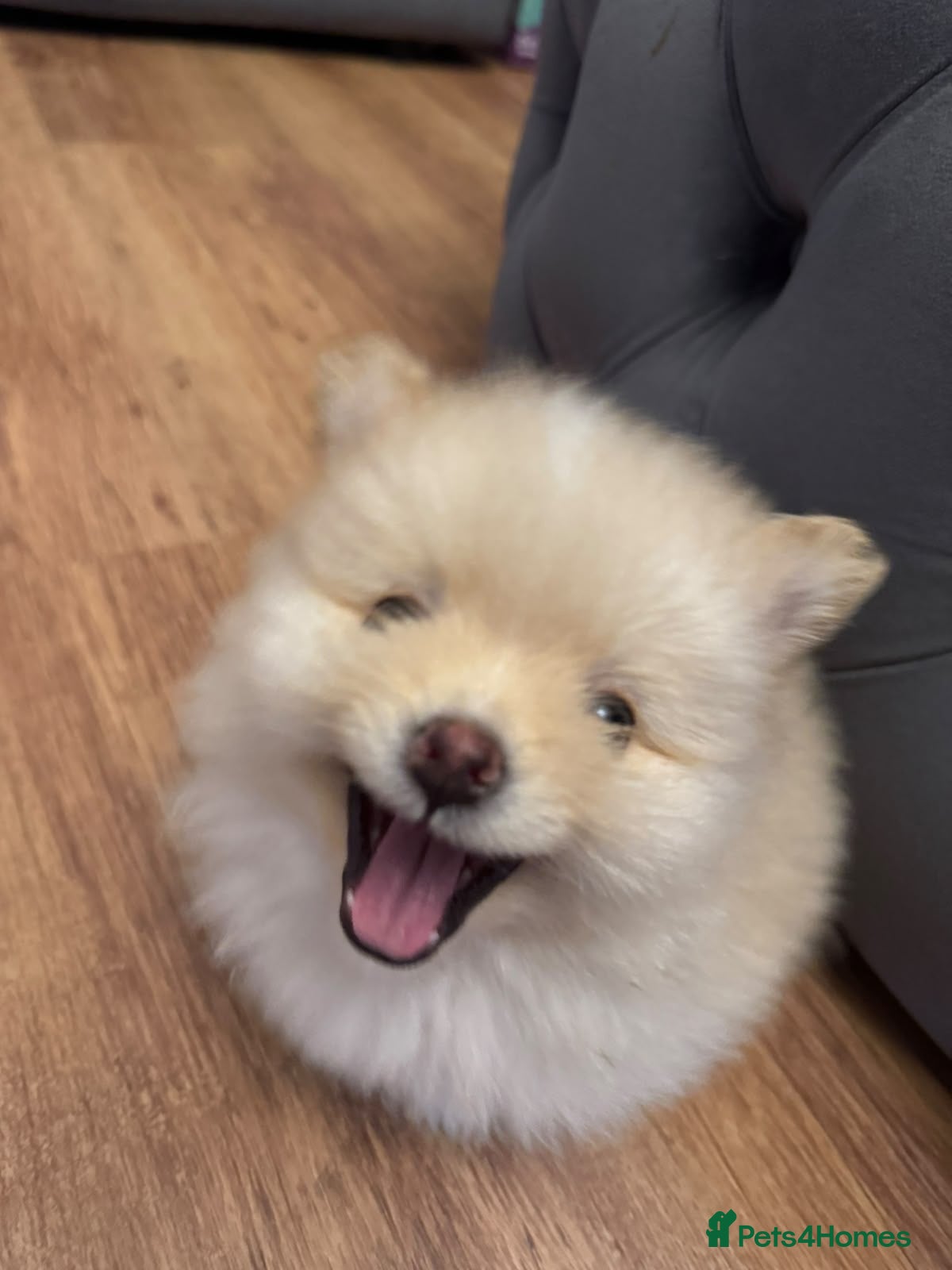 Pomeranian dogs Gorgeous fluffy Pomeranian puppies - Advert 5