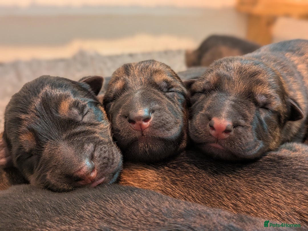 German Shepherd dogs for sale: KC Pups From Health Tested Champion Bloodlines  - Image 12