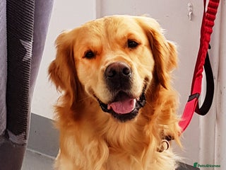 Golden Retriever dogs in Wilmslow - Advert 18