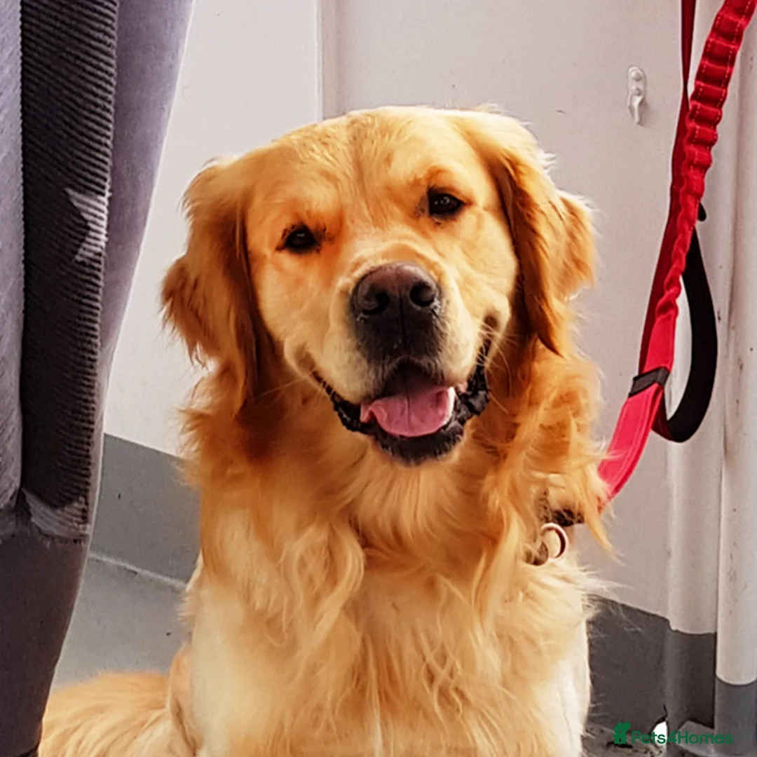 Golden Retriever dogs for stud: KCReg Well Proven Golden Stud, Health & DNA Tested in Wilmslow - Advert 1