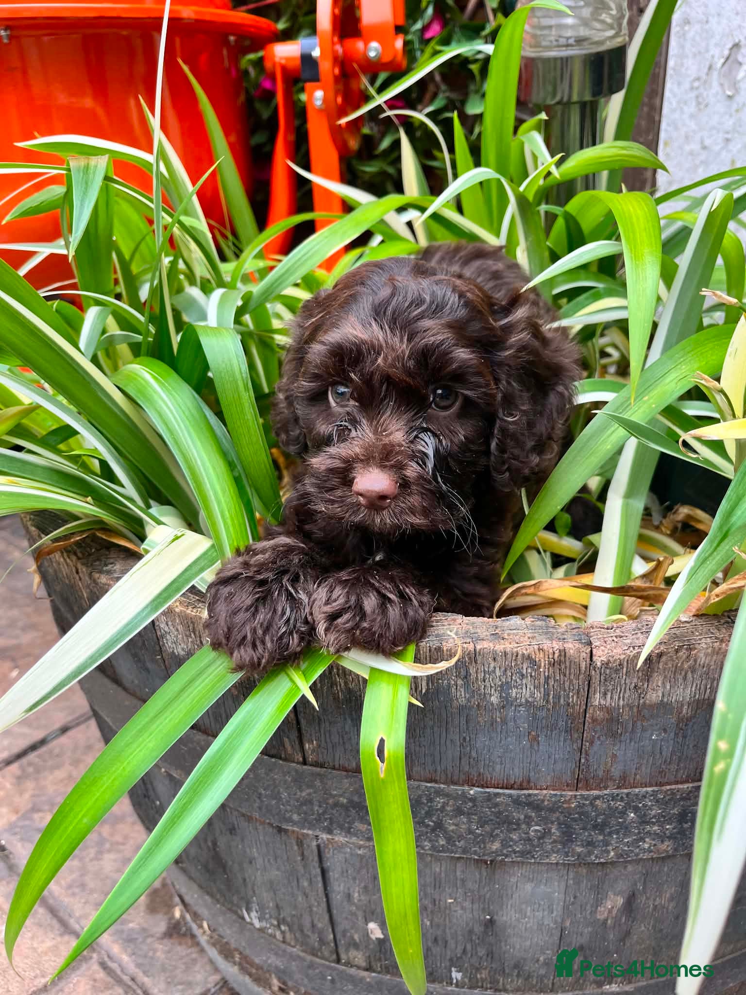 Cockapoo dogs Beautiful litter of cockapoos available to leave  - Advert 2