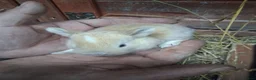 Mixed Breed rabbits for sale: Mixed male and female bunnies  - Advert 10