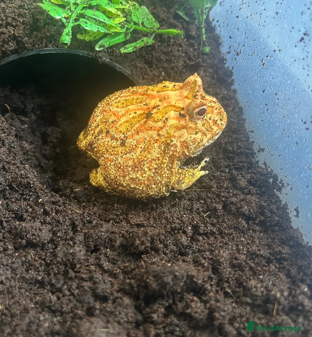 Frog reptiles for sale: Adult male apricot horned frog/pacman frog in Sutton Coldfield - Advert 5