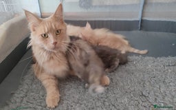 Maine Coon cats for sale: Adorable Maine coons - Image 5