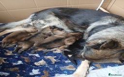 German Shepherd dogs for sale: German shepherd puppies  - Image 2