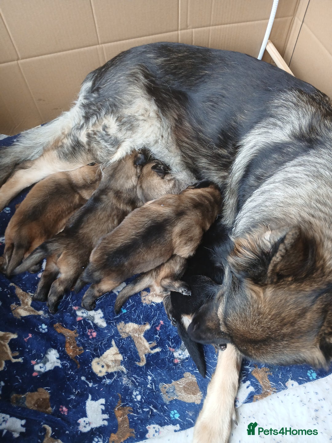 German Shepherd dogs for sale: German shepherd puppies  - Image 2