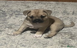 Mixed Breed dogs for sale: Gorgeous puppies - Image 7