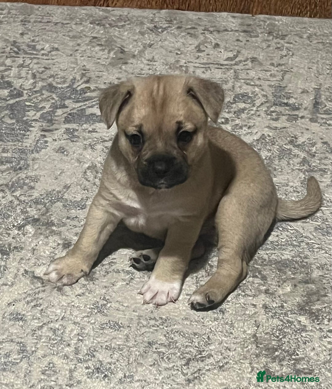 Mixed Breed dogs for sale: Gorgeous puppies - Image 7