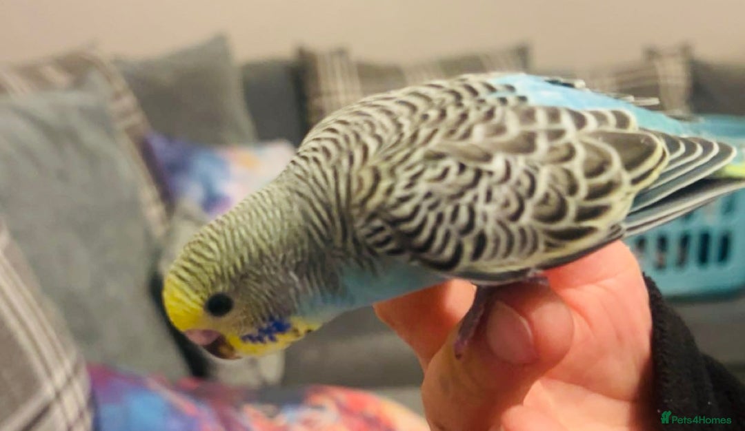 Budgerigars birds for sale: Baby budgies  - Advert 1