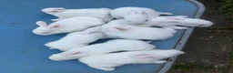 French Lop rabbits for sale: French Lop Bunnies in London - Advert 17