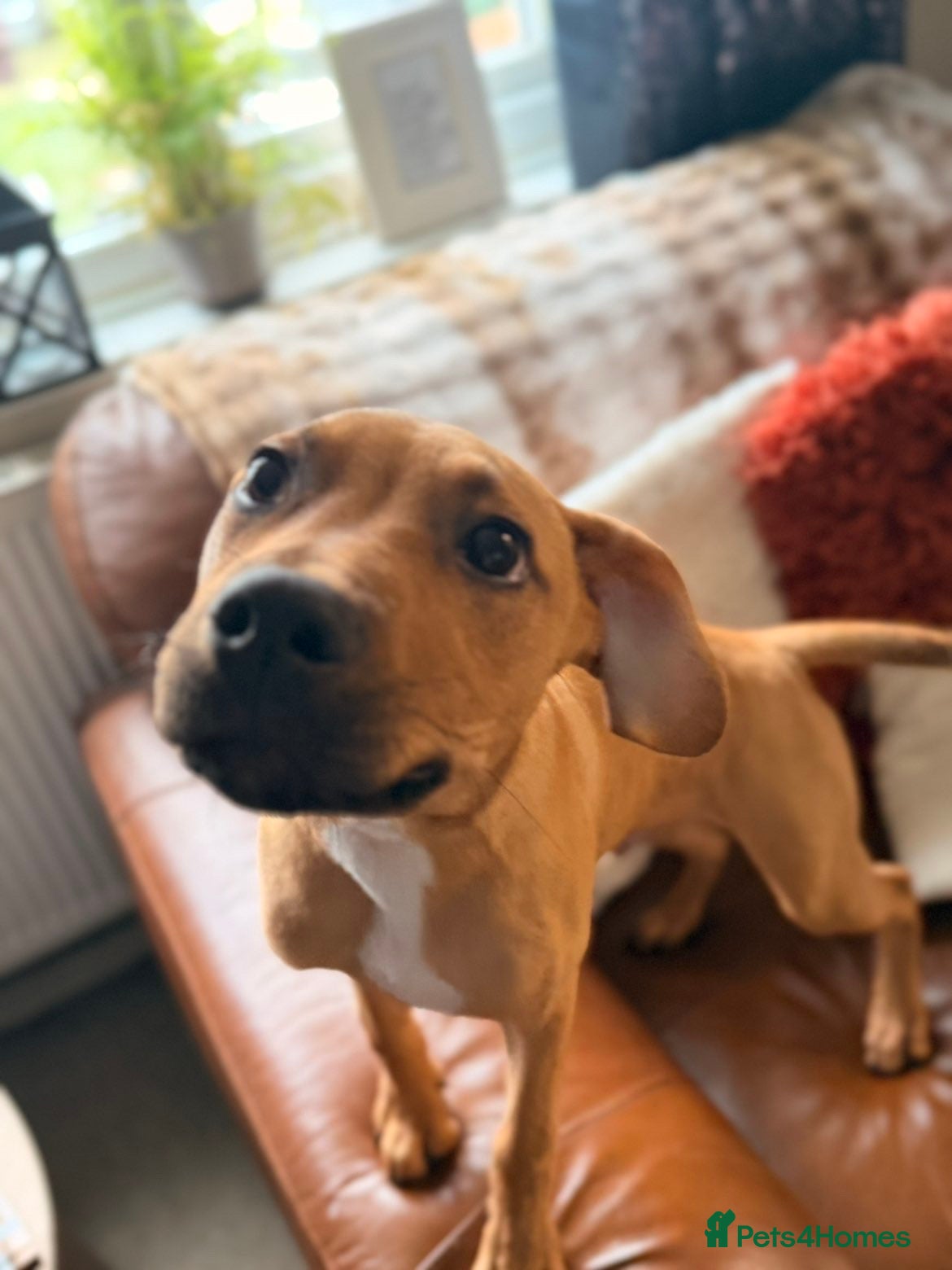 Mixed Breed dogs Little rottie x staff for sale  - Advert 7