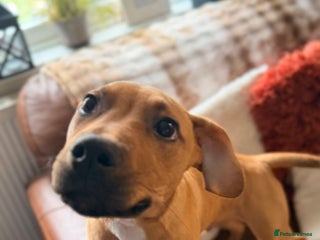 Mixed Breed dogs Little rottie x staff for sale - Advert 7