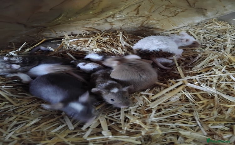 Mouse rodents - Advert 1