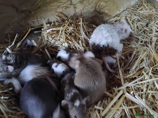 Mouse rodents - Advert 3