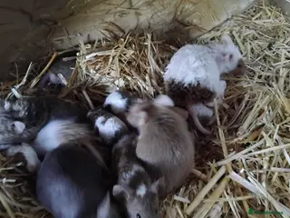 Mouse rodents Fancy mice , gorgeous colours - Advert 1