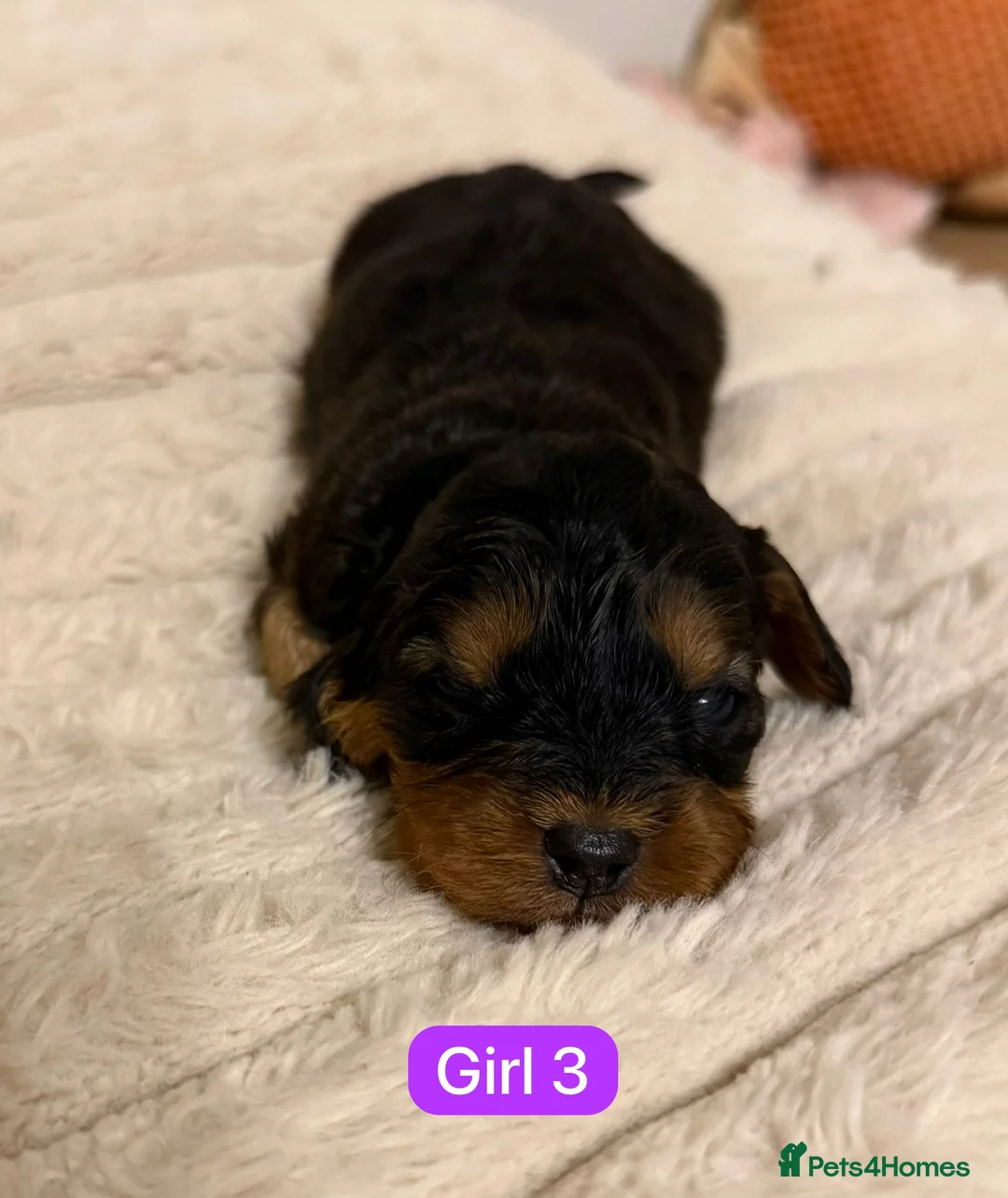 Cavapoo dogs for sale: Cavapoo Puppies - Advert 24